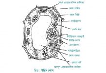 ideal plant cells
