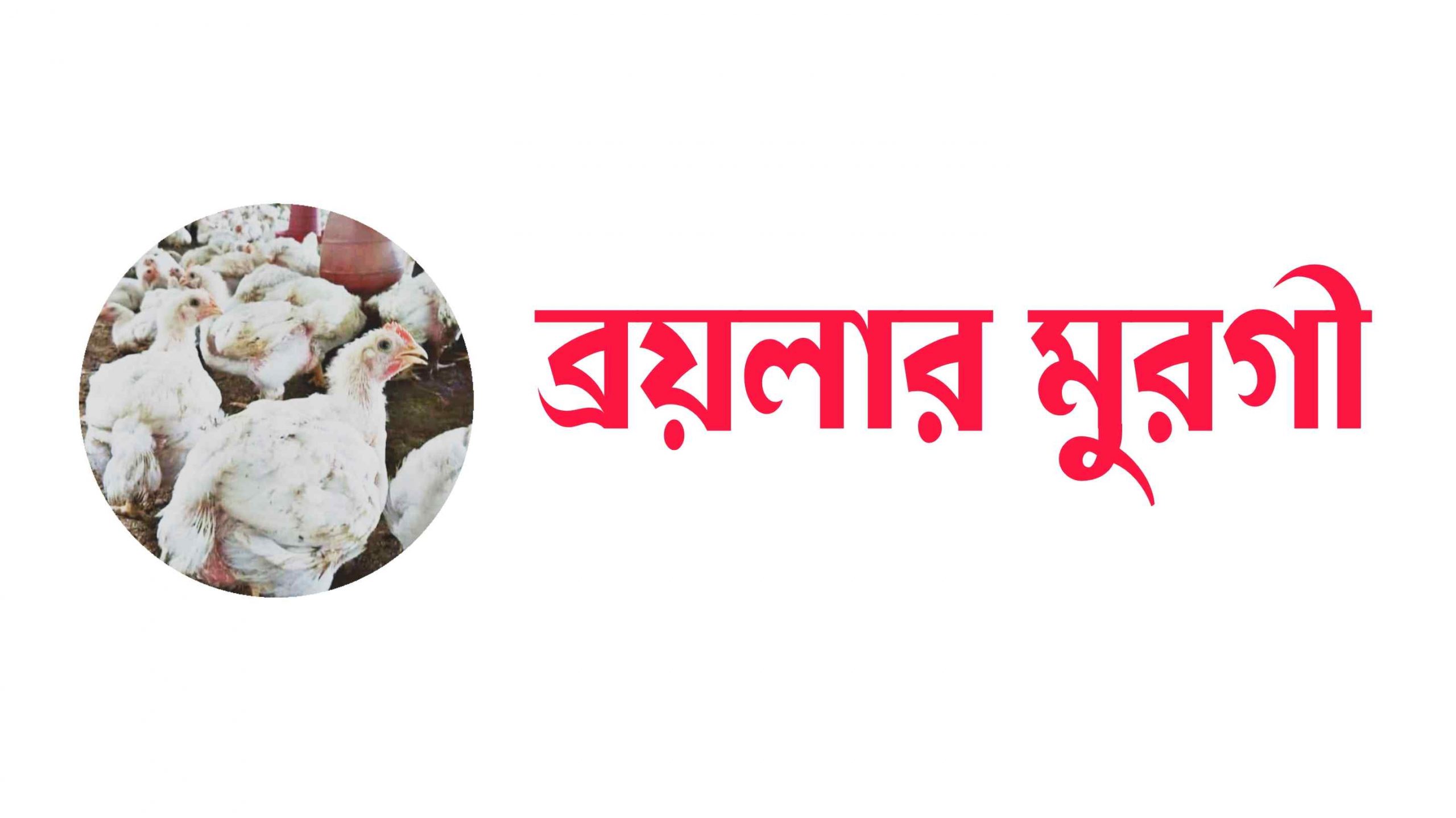 ব্রয়লার মুরগির দাম কত? - ব্রয়লার মুরগির বাচ্চার দাম কত