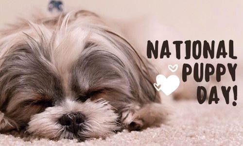 National Puppy Day 2025: Date, History, Tradition, And, Activities