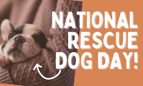 National Rescue Dog Day 2025: History, Observation, Quotes, And Greetings