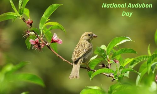 National Audubon Day: Date, History, Wishes, Messages, Activities