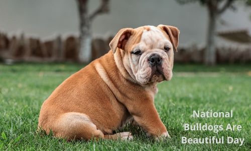 National Bulldogs Are Beautiful Day Date, History, Activities And Wishes