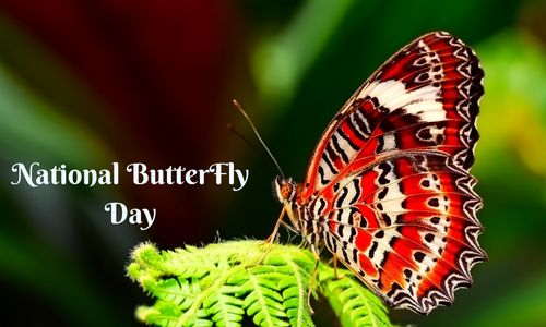 National Butterfly Day 2025: History, Celebration, Activities, Wishes & Messages