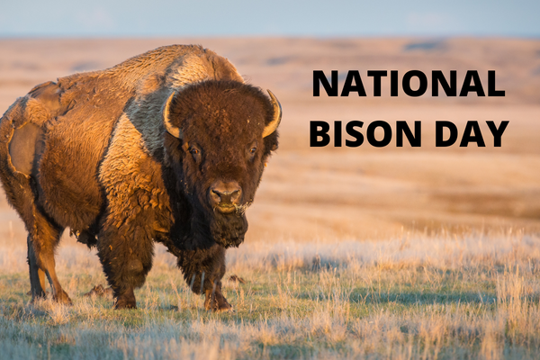 National Bison Day: History, National Mammal of the U.S.A, Nature of Bison, Celebration, Quotes, Messages