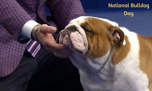 National Bulldog Day: History, Celebration, Activities, Wishes, Messages & Quotes