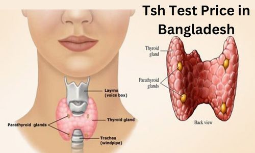 TSH Test Price in Bangladesh: How Can I Get the Tsh Test Latest Price in Bd?