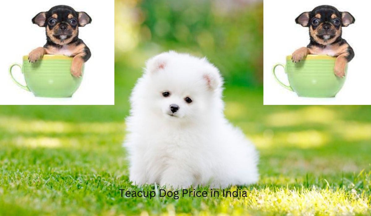 What is the Teacup Dog Price in India? 