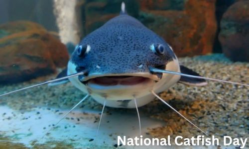 National Catfish Day: History, Activities, Wishes, Messages and Quotes