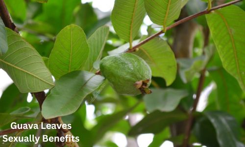 Guava Leaves Sexually Benefits and Side Effects – You Must Know About