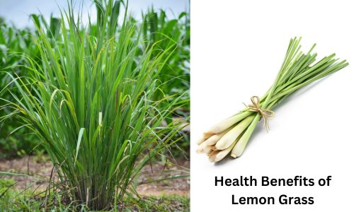 Amazing Health Benefits of Lemon Grass: Benefits and Side Effects