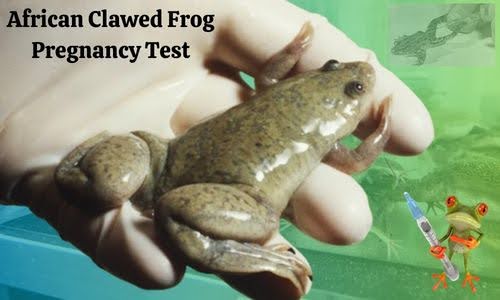 African Clawed Frog Pregnancy Test: Best Pregnancy Test Ever