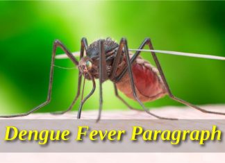 Dengue Fever paragraph