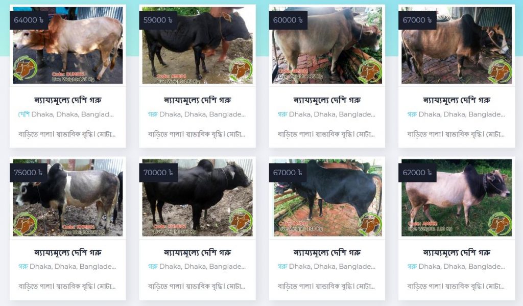 Online Cow Hat In Bangladesh