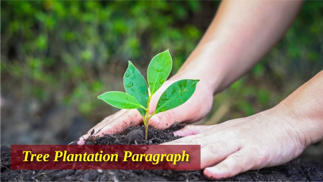 Tree Plantation Paragraph