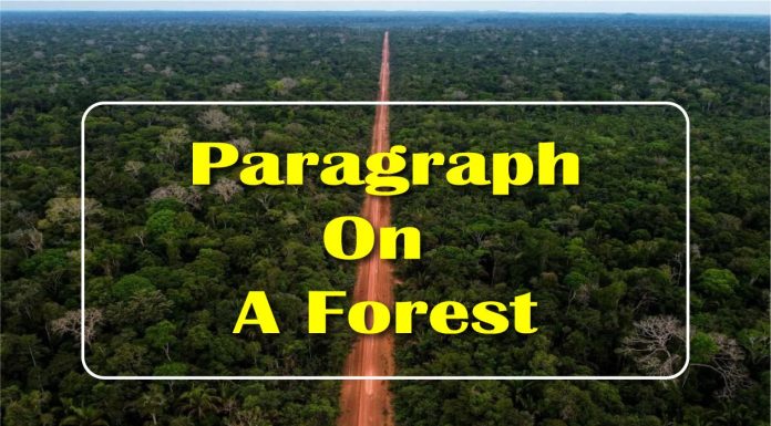 A Forest Paragraph